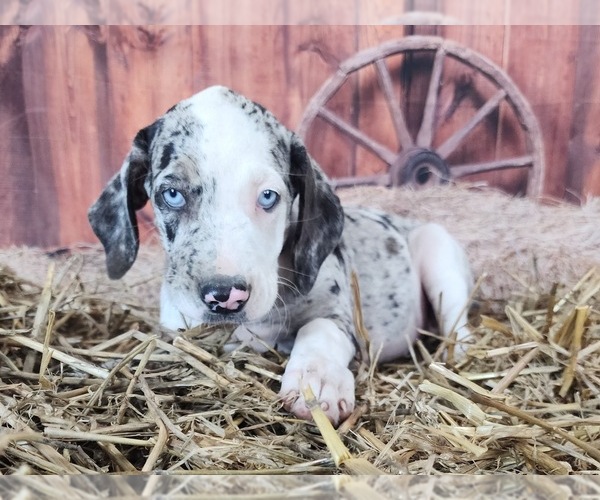 Medium Photo #20 Catahoula Leopard Dog Puppy For Sale in CUMBY, TX, USA