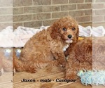 Small #3 Cavapoo