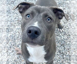 American Pit Bull Terrier-Unknown Mix Dogs for adoption in Jefferson, WI, USA