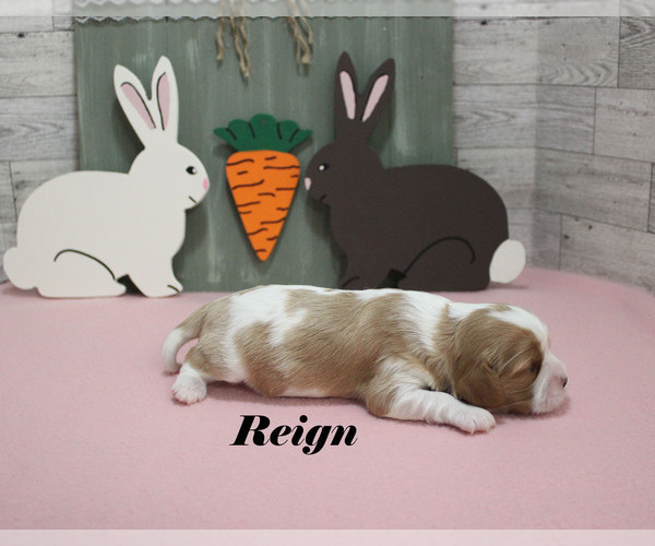 Medium Photo #4 Cavalier King Charles Spaniel Puppy For Sale in CHANUTE, KS, USA