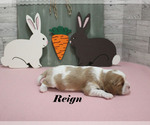 Small #3 Cavalier King Charles Spaniel