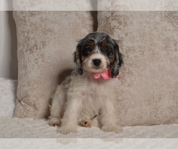 Medium Photo #23 Cavapoo Puppy For Sale in CHRISTIANA, PA, USA