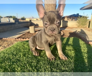 French Bulldog Puppy for sale in LOS ANGELES, CA, USA