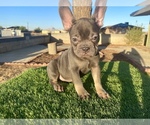 Small French Bulldog