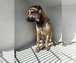 Small Black Mouth Cur