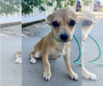 Small #2 Chihuahua Mix