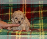 Small #1 Poodle (Toy)