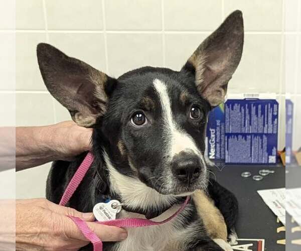 Medium Photo #5 Border Collie-Unknown Mix Puppy For Sale in Minneapolis, MN, USA