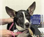Small #4 Border Collie Mix