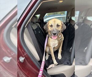 FARAH - Female Anatolian Shepherd-Unknown Mix Dog for Adoption - Photo #2