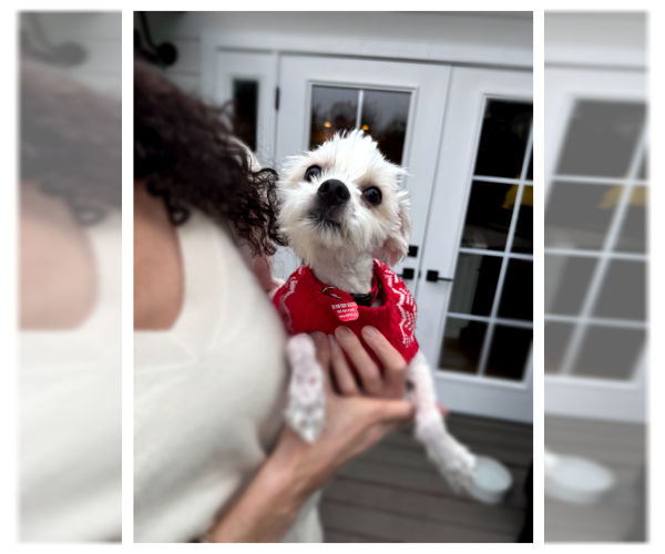 Medium Photo #3 Maltese Puppy For Sale in Oakley, CA, USA