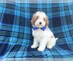 Small Poodle (Miniature)