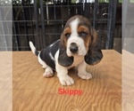 Small #2 Basset Hound