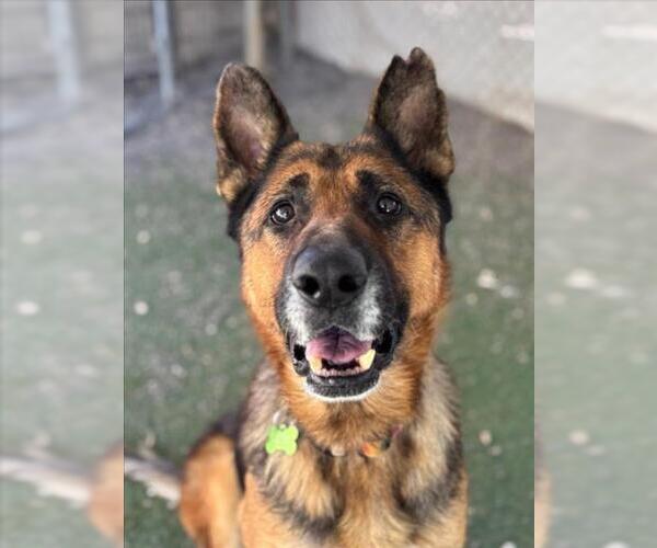 Medium Photo #3 German Shepherd Dog-Unknown Mix Puppy For Sale in Woodland, CA, USA