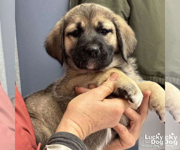 Medium Photo #2 Labrenees Puppy For Sale in Washington, DC, USA