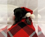 Small Photo #3 German Shorthaired Pointer Puppy For Sale in CONCORDIA, KS, USA