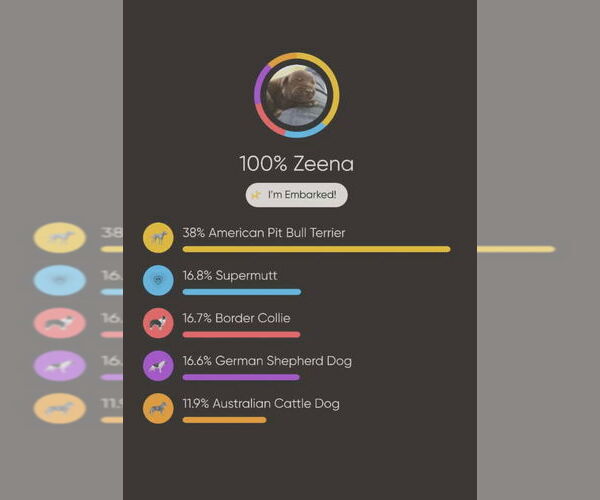 Medium Photo #8 American Pit Bull Terrier-Unknown Mix Puppy For Sale in Chinook, MT, USA