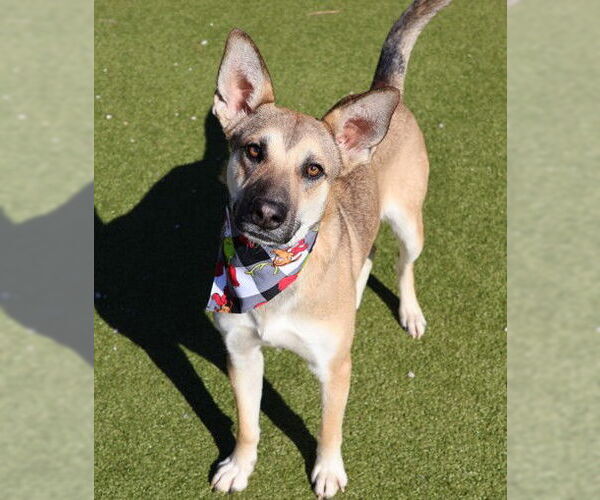 Medium Photo #4 Mutt Puppy For Sale in Rockaway, NJ, USA