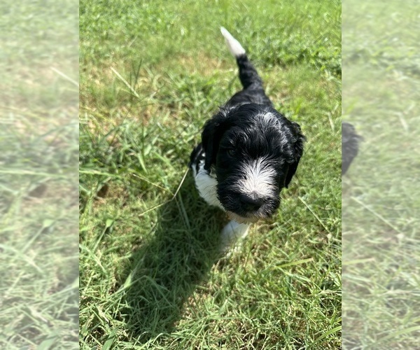 Medium Photo #1 Goldendoodle Puppy For Sale in EDMOND, OK, USA