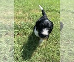 Puppy 1 Goldendoodle