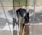 Small Photo #3 Labrador Retriever-Mountain Cur Mix Puppy For Sale in Crystal, MN, USA