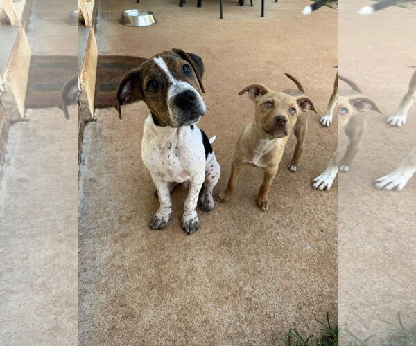Medium Photo #4 Mutt Puppy For Sale in Greenville, SC, USA
