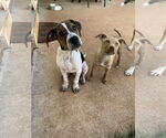 Small #3 Mutt