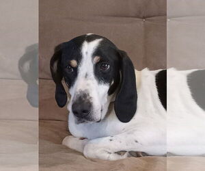 Coonhound-Unknown Mix Dogs for adoption in Rootstown, OH, USA