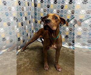Redbone Coonhound-Staffordshire Bull Terrier Mix Dogs for adoption in Rosenberg, TX, USA