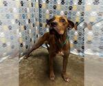 Small Redbone Coonhound-Staffordshire Bull Terrier Mix