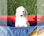 Small Photo #12 Poodle (Standard) Puppy For Sale in LAKE CITY, FL, USA