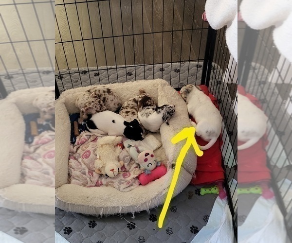 Medium Photo #5 Chihuahua Puppy For Sale in BLUE RIVER, WI, USA