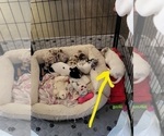Small #4 Chihuahua