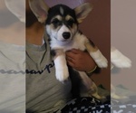 Small Photo #5 Pembroke Welsh Corgi Puppy For Sale in SAN DIEGO, CA, USA