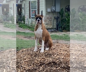 Boxer Puppy for Sale in CLEVELAND, Texas USA