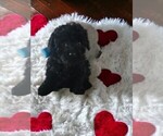 Small Photo #6 Goldendoodle (Miniature) Puppy For Sale in NILES, MI, USA
