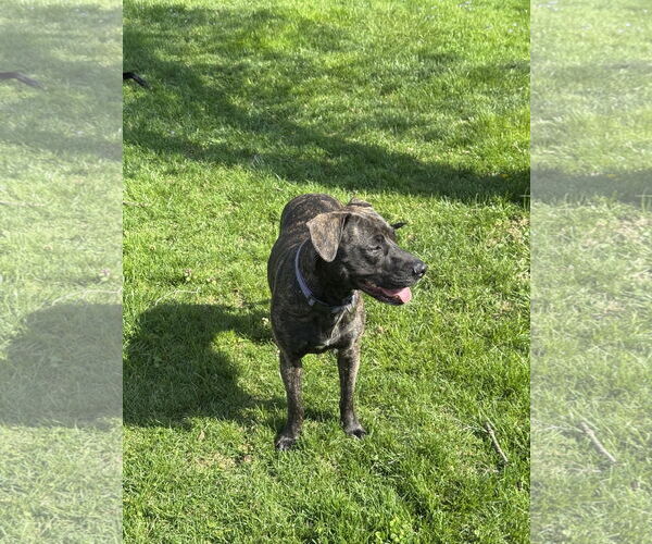 Medium Photo #6 Plott Hound-Unknown Mix Puppy For Sale in Sykesville, MD, USA