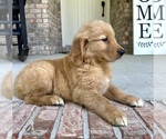 Small Photo #16 Golden Retriever Puppy For Sale in GREENFIELD, IN, USA