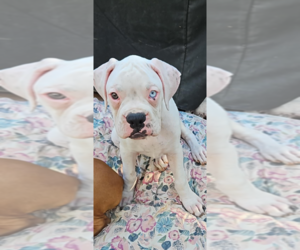 Boxer Puppy for sale in HIGHLAND LAKES, NJ, USA