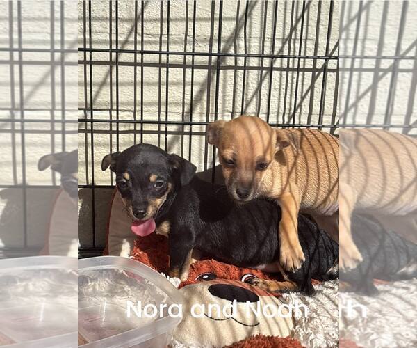 Medium Photo #4 Dachshund-Unknown Mix Puppy For Sale in Turlock, CA, USA