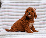 Small #1 Cavapoo-Poodle (Toy) Mix