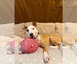 Small #8 American Pit Bull Terrier