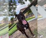 Small American Pit Bull Terrier