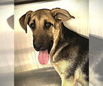 Small #2 German Shepherd Dog