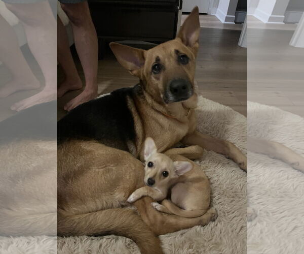 Medium Photo #2 German Shepherd Dog Puppy For Sale in La Grange , NC, USA