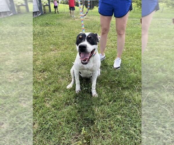 Medium Photo #2 Mutt Puppy For Sale in Abbeville, LA, USA