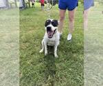 Small #1 Mutt