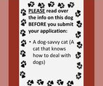 Small #3 American Pit Bull Terrier-Labrador Retriever Mix