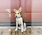 Blueberry - Female Jack Russell Terrier Dog for Adoption - Small photo