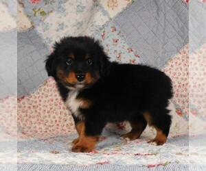 Miniature Australian Shepherd Puppy for sale in HARRISON, OH, USA